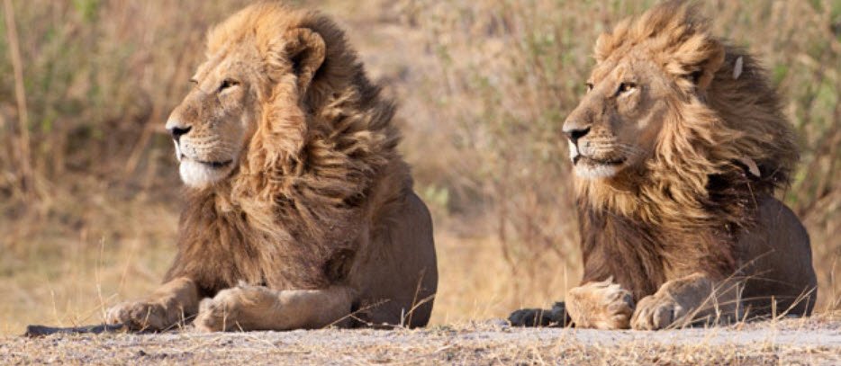 Pilanesberg National Park, North West Province, South Africa